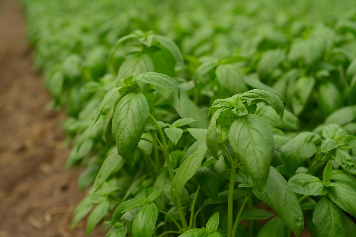 Organic greens on Kumar Sheth's farm.jpg
